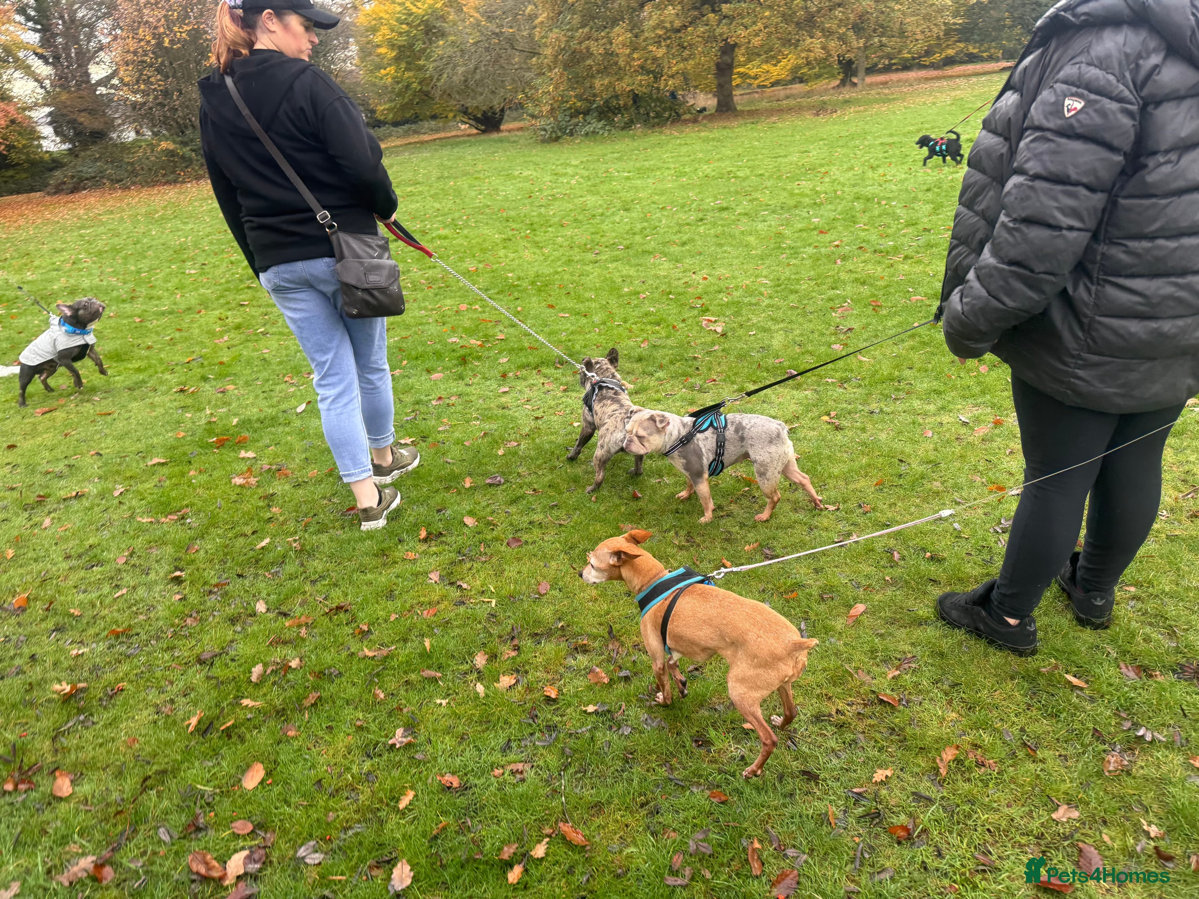 Our little pensioner photo 4