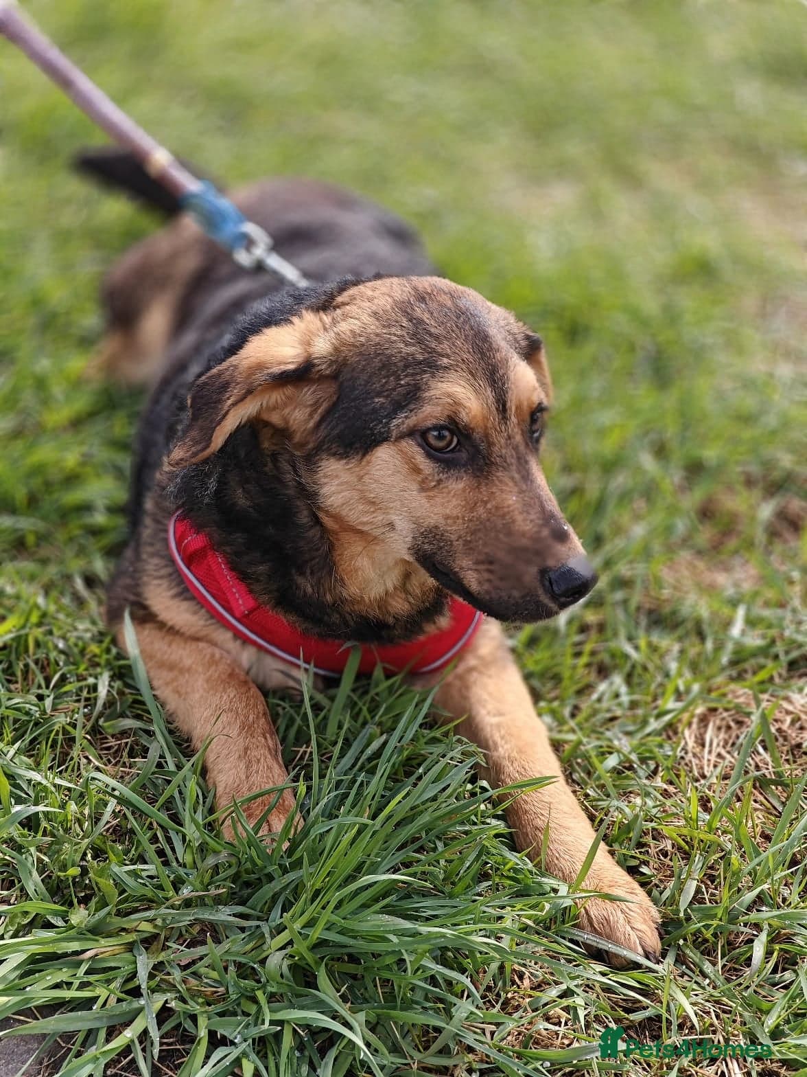 ๏ธ๐ถ yasia photo 4