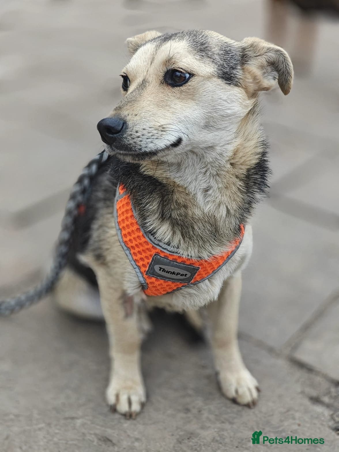 ️🐶 maree photo 20