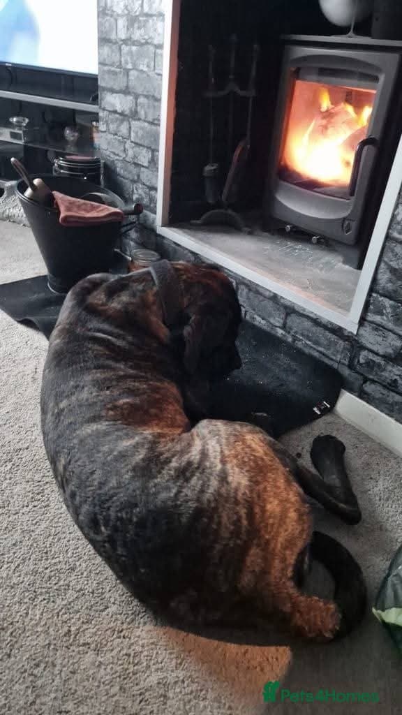 Meet Lila, currently residing in Norfolk photo 6