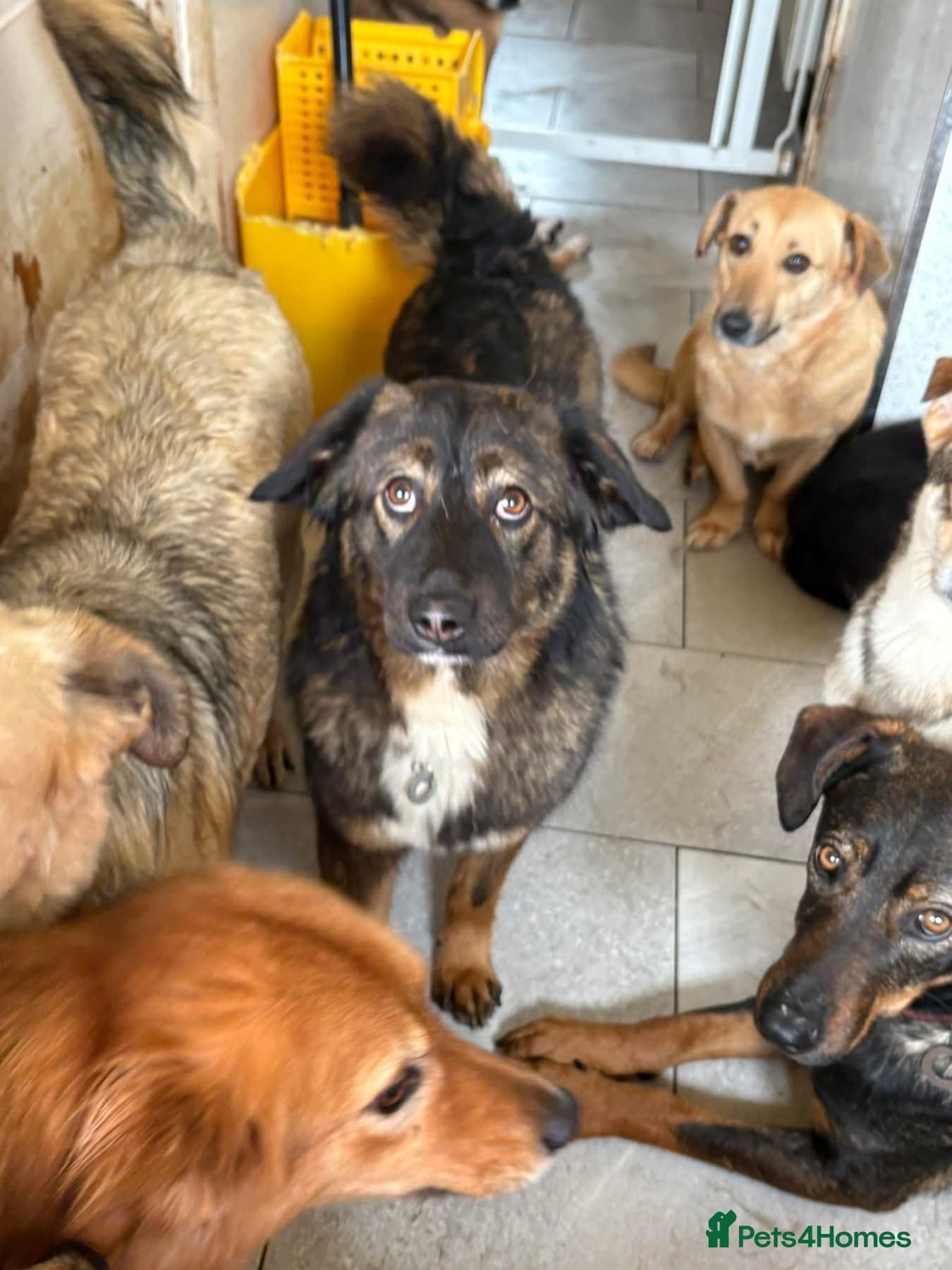 Belle - Norwich Norfolk — Mixed Breed