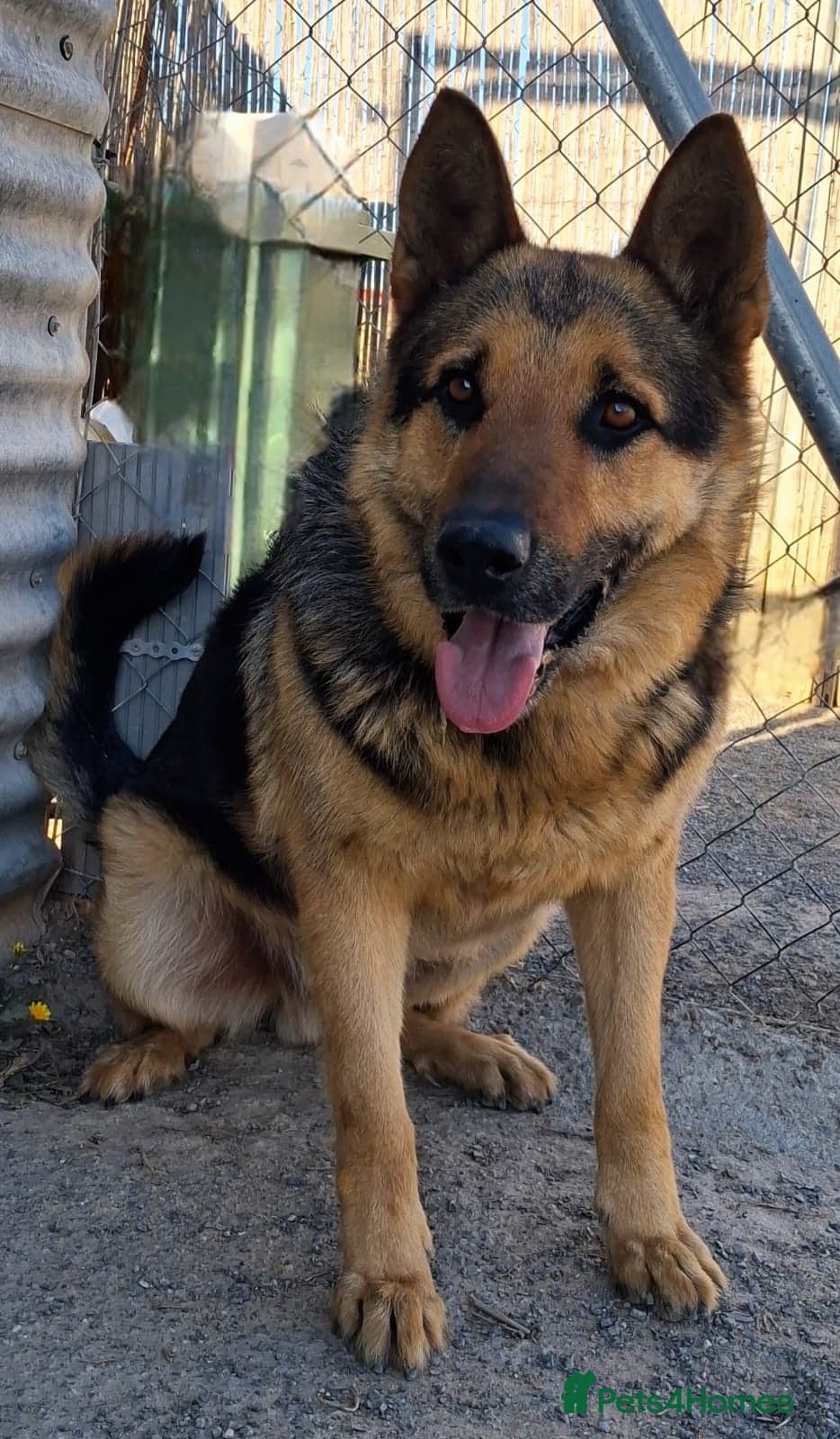 ️URGENT‼️🚨 Bandit 💙🐾 photo 10