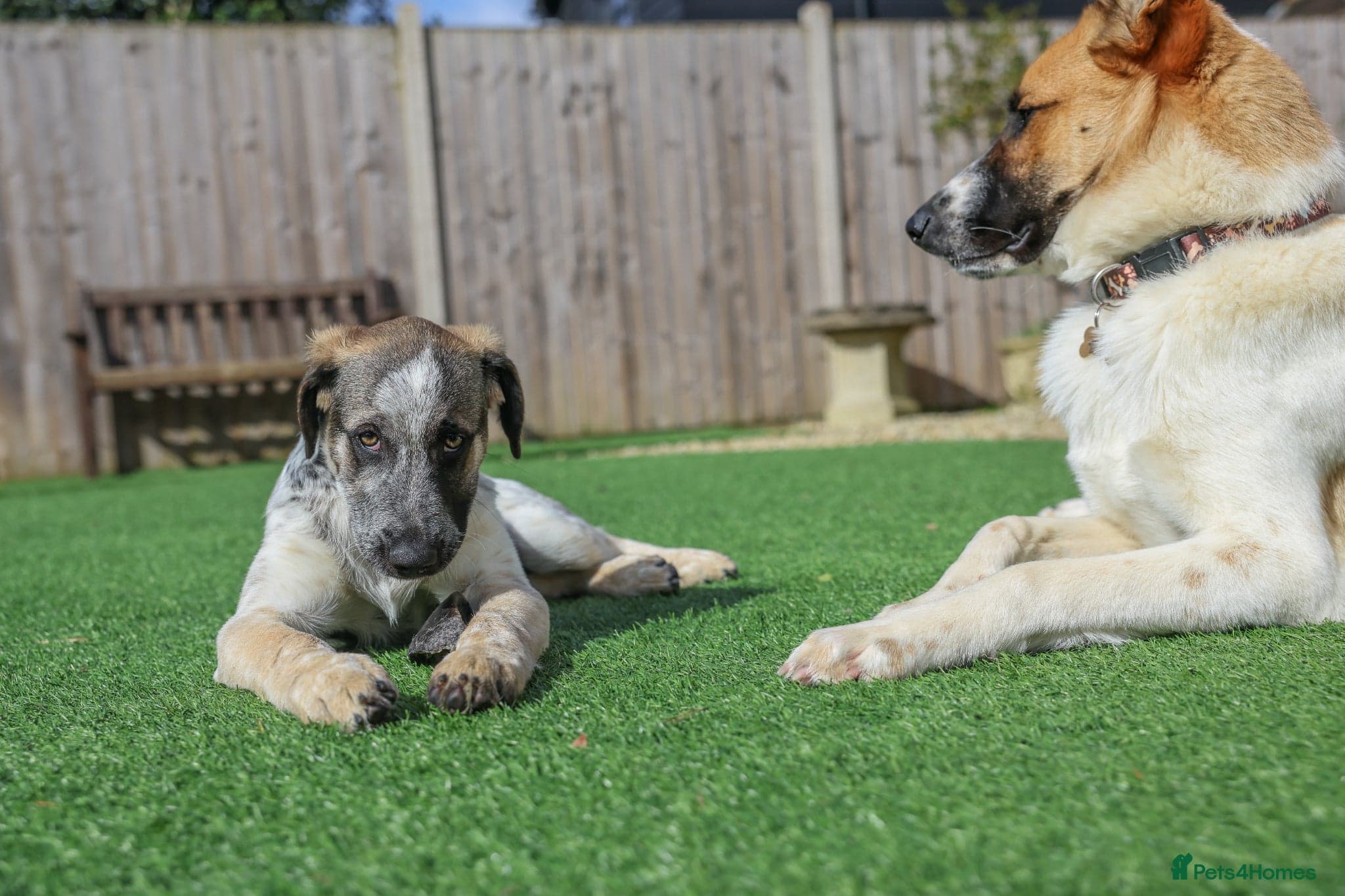 Easygoing Electra - Colourful Lab type photo 18