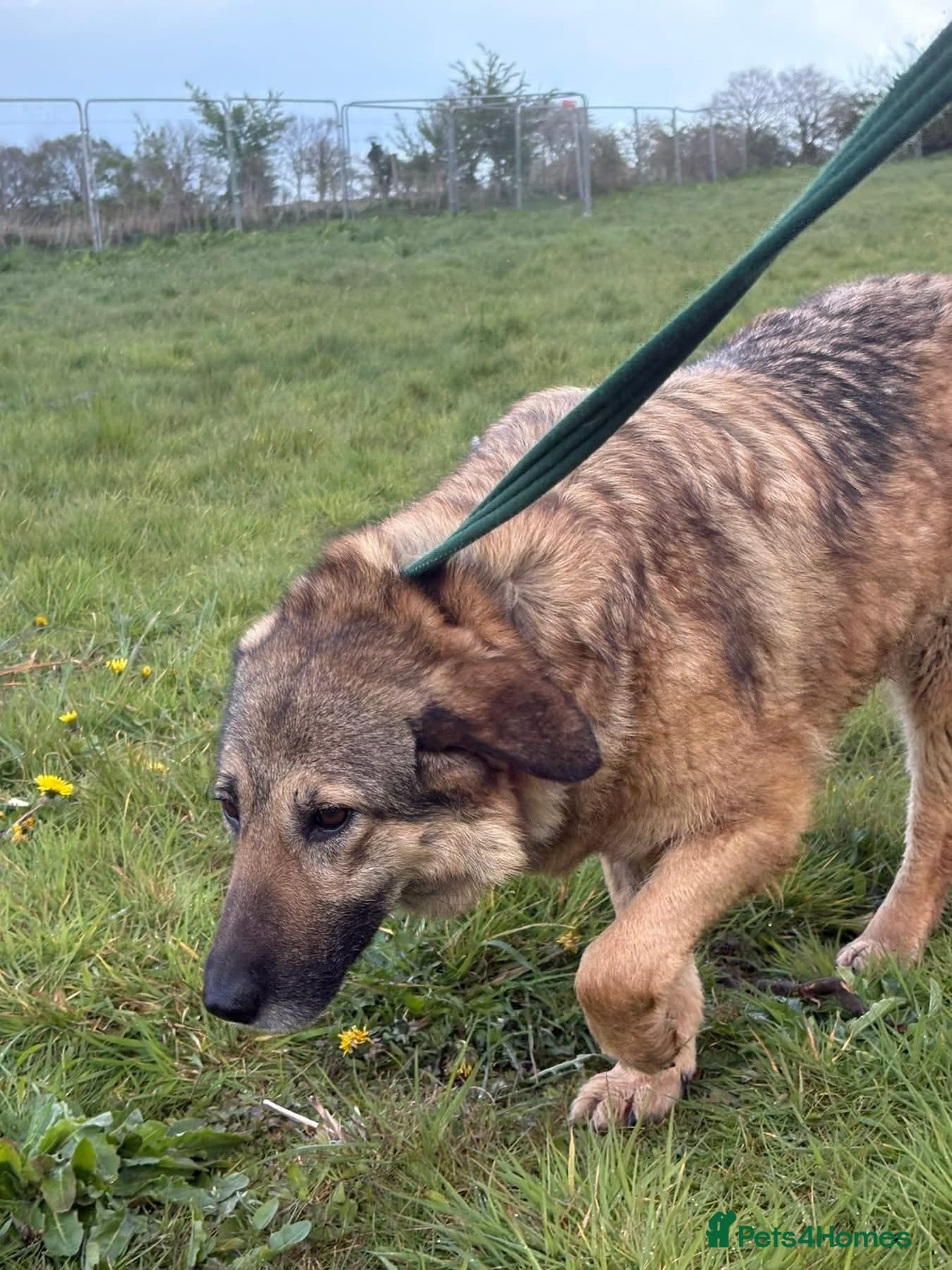 Amanda - Norwich Norfolk photo 5