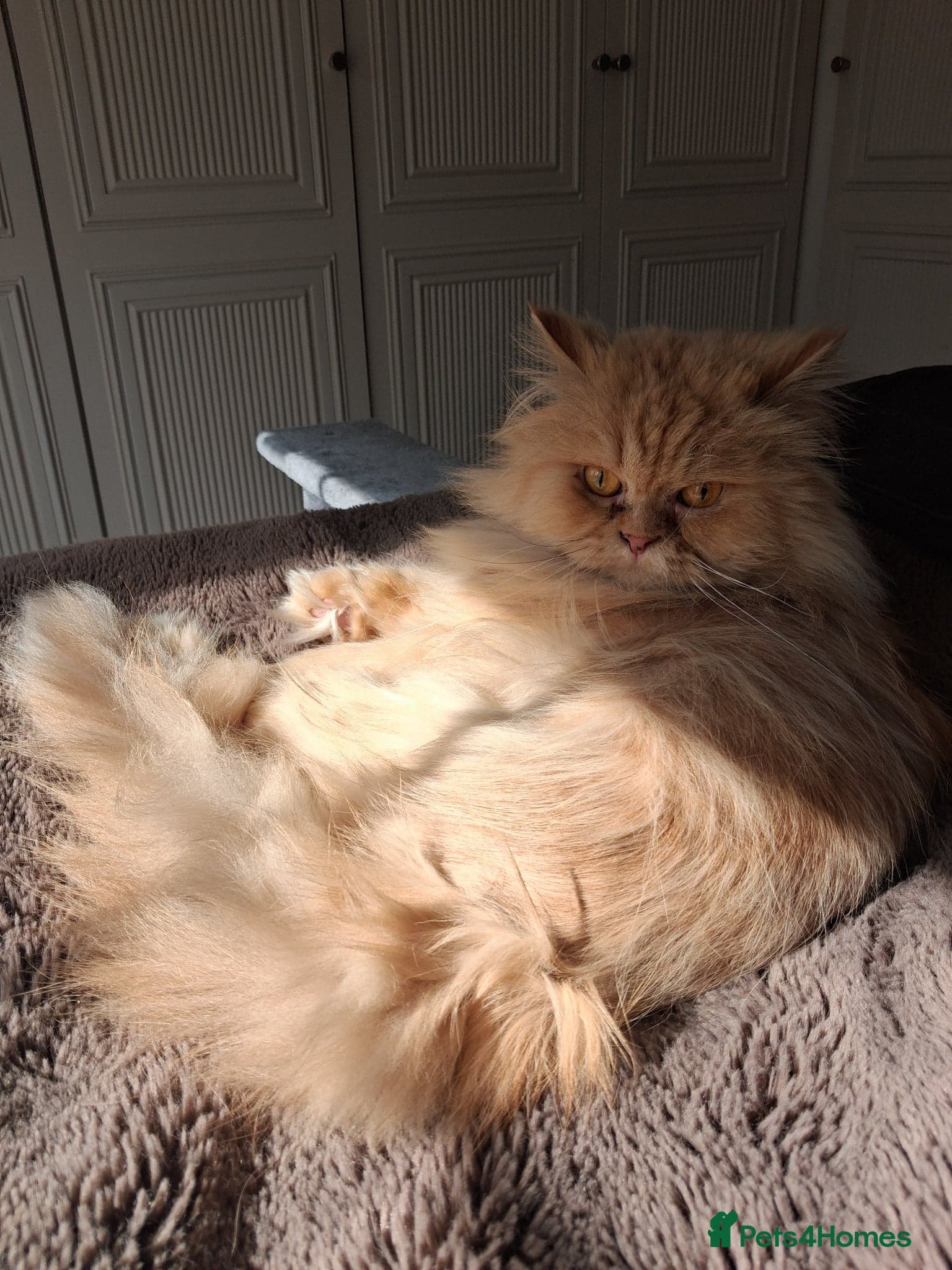 Lovely Lady Marigold photo 2