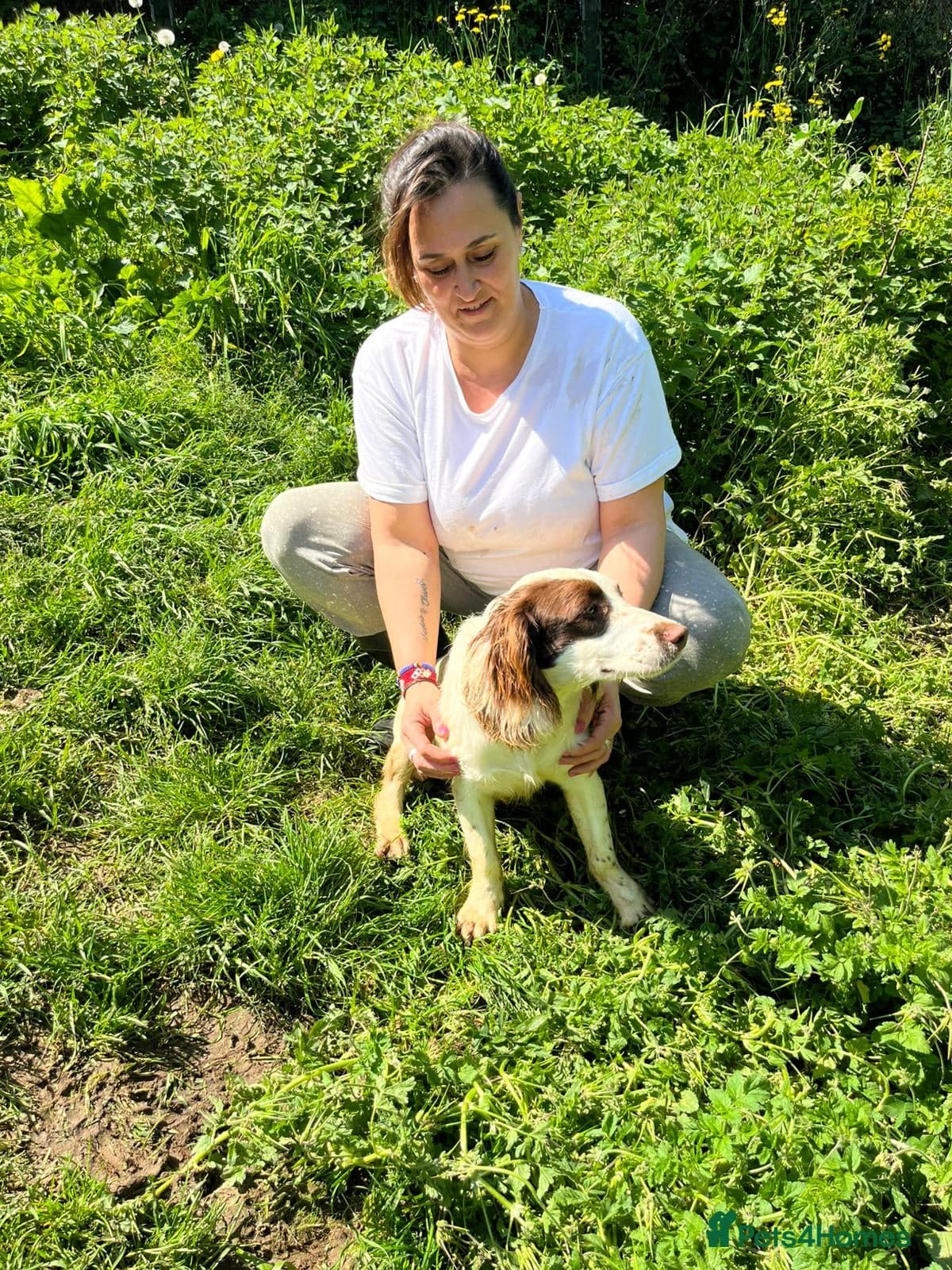 Springer Spaniel nine months old, Tino photo 10