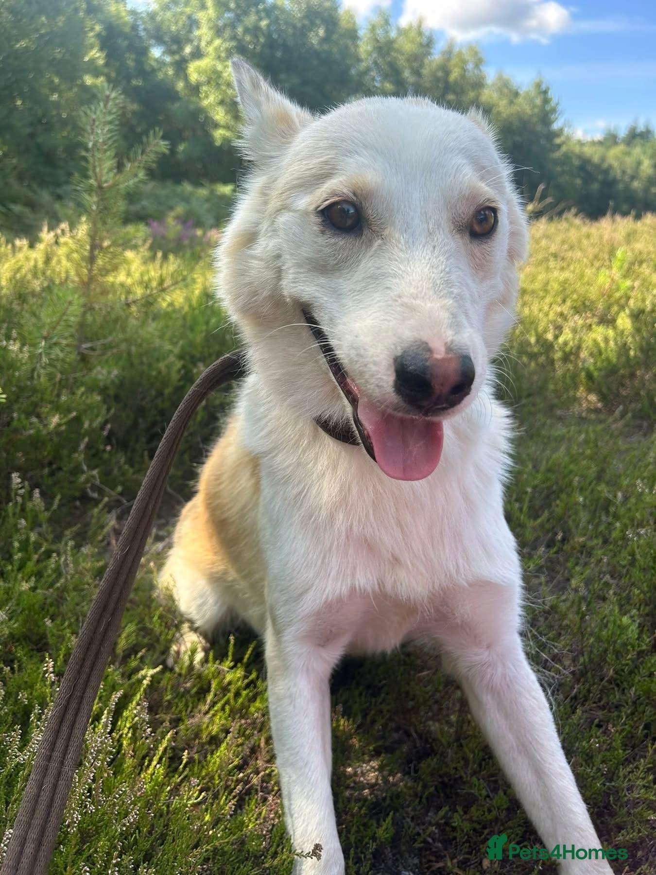 Song - Norwich Norfolk photo 14