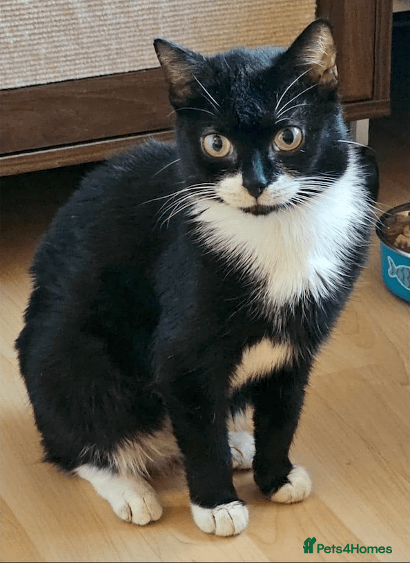 Bonded female pair photo 2