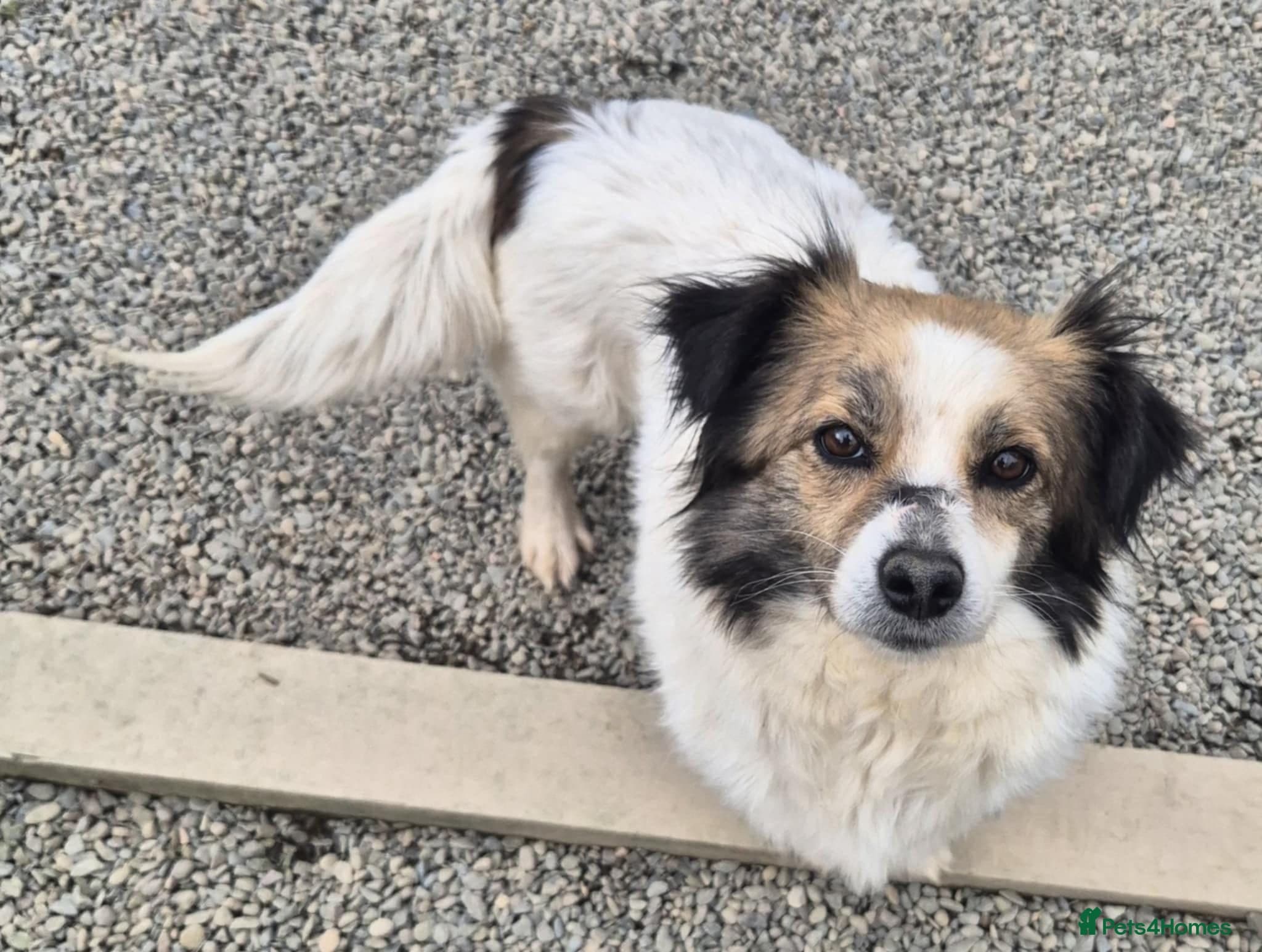 Sweetie Pie - In Ayr photo 5