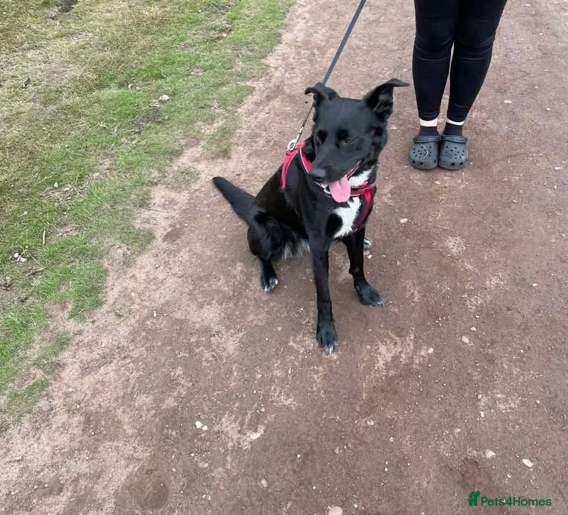 ️beautiful nova ✨️ photo 4