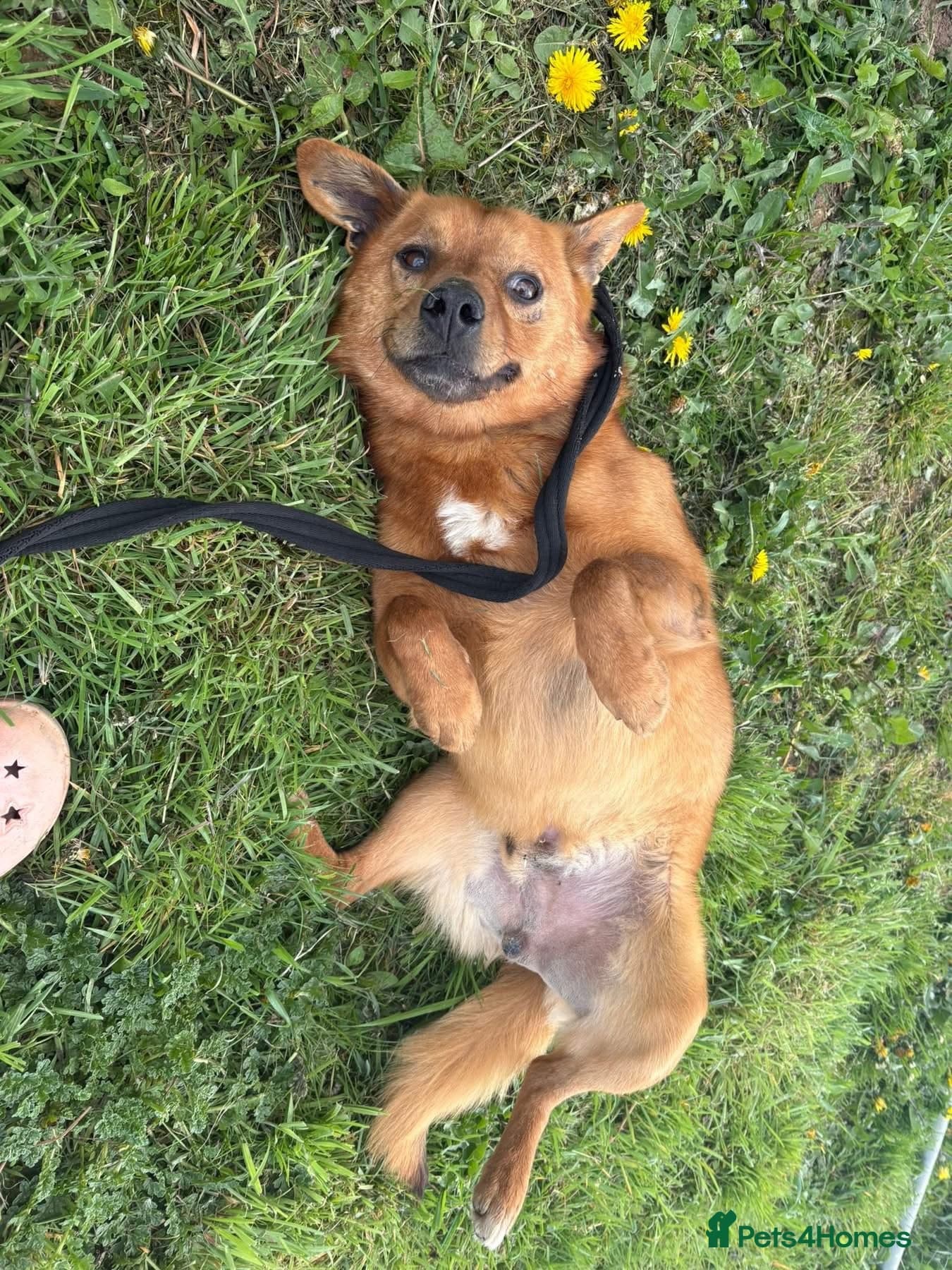 Eli - Norwich Norfolk photo 16