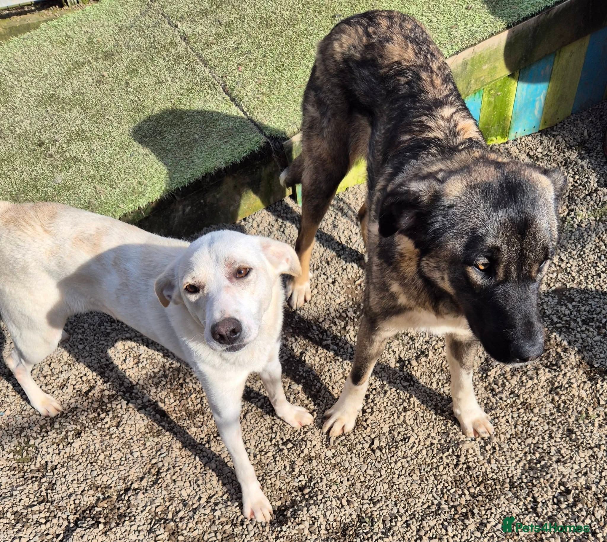 Skye - In Ayr photo 5