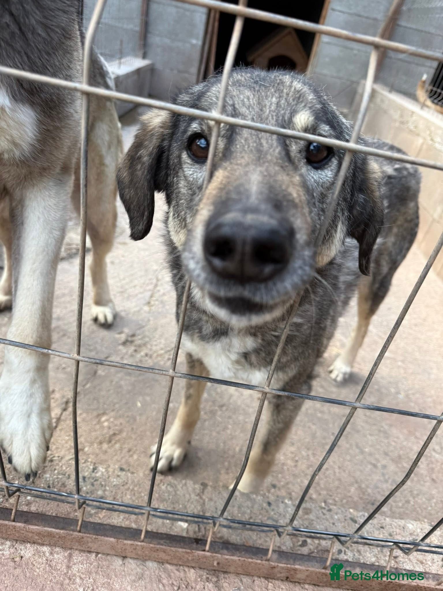 Lucky 💙 — Mixed Breed