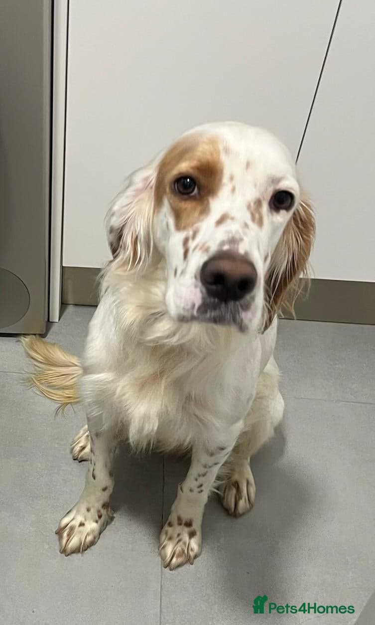 Parchi (Lucas) photo 8