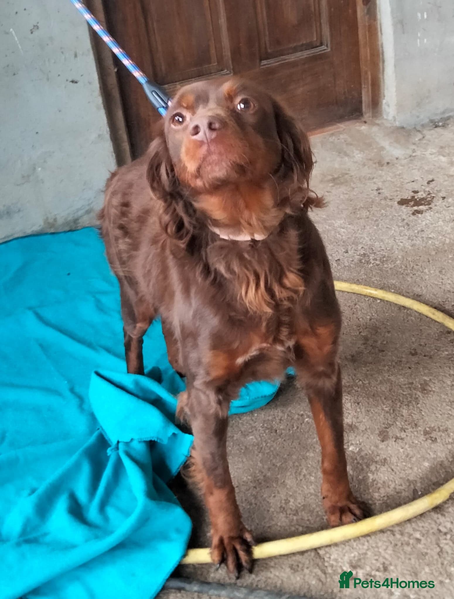 Diana, a lovely young Brittany photo 8