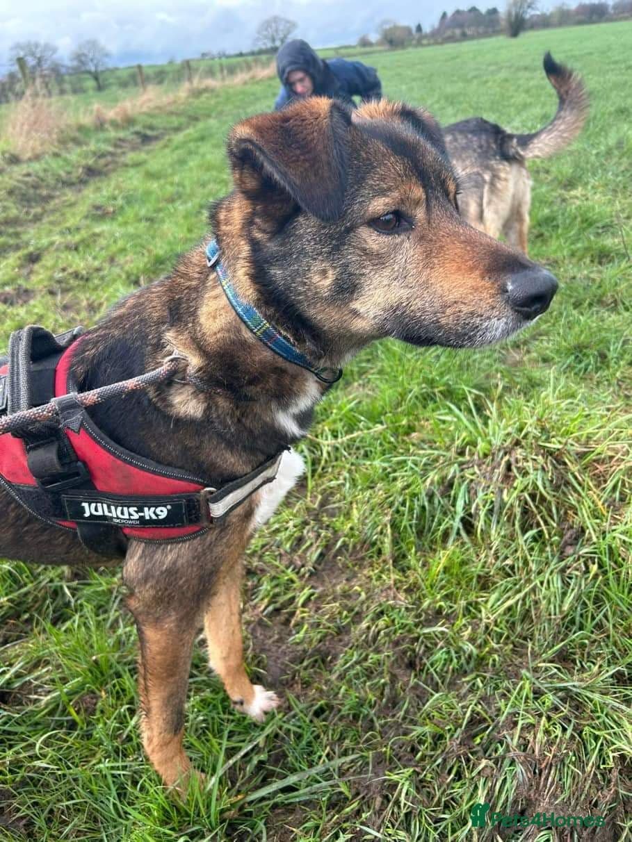 Meet Jake, currently residing in Cheshire photo 16