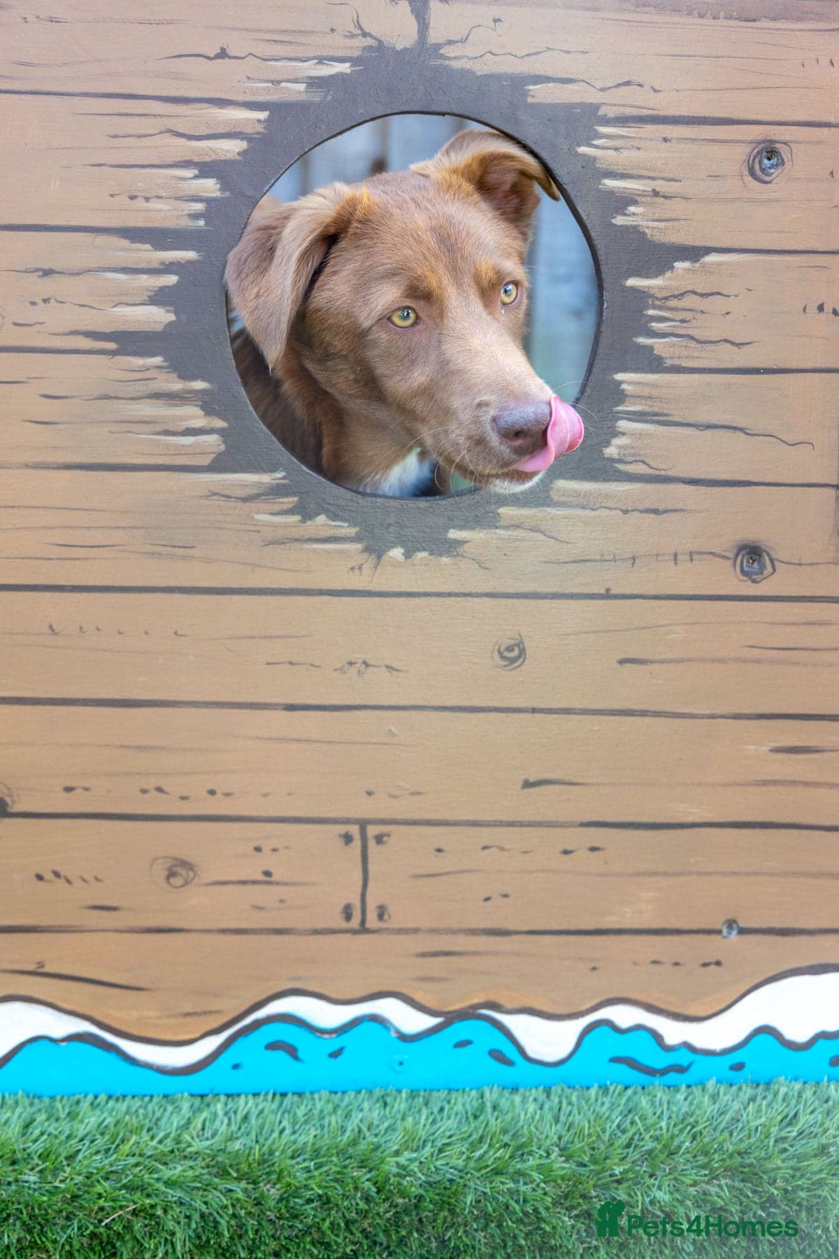 Mocha - everyone loves this lad photo 7