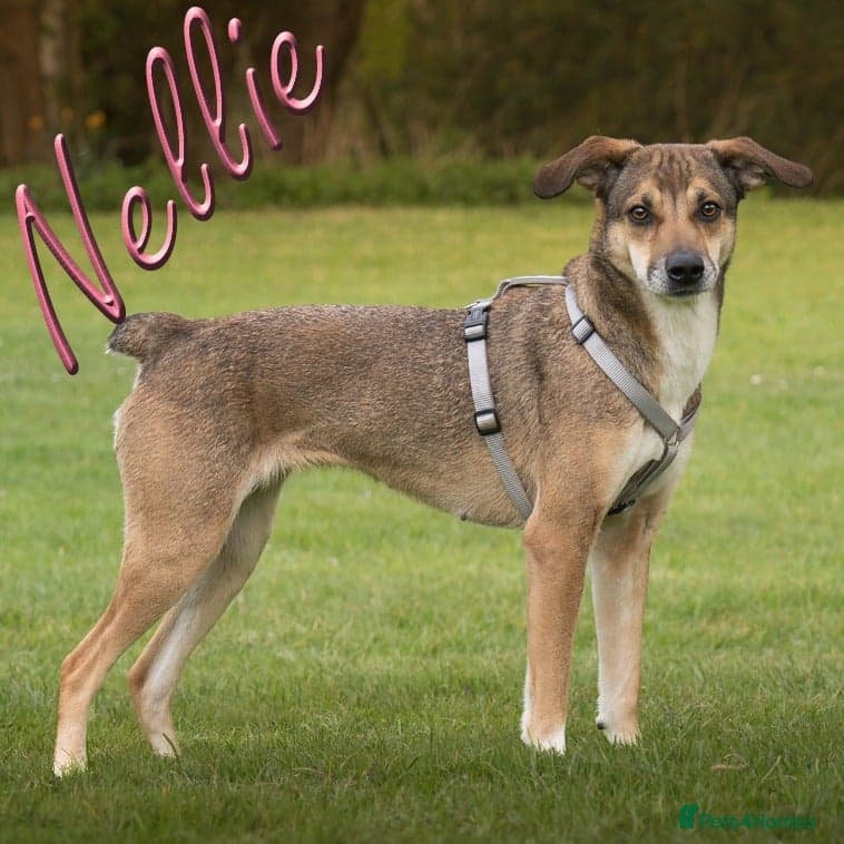 Little Nellie photo 4