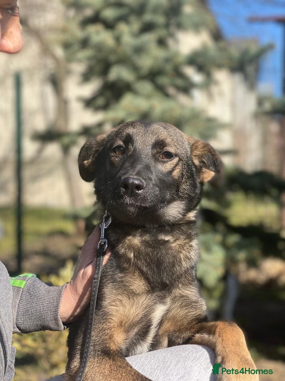 ️🐶 kuba photo 2