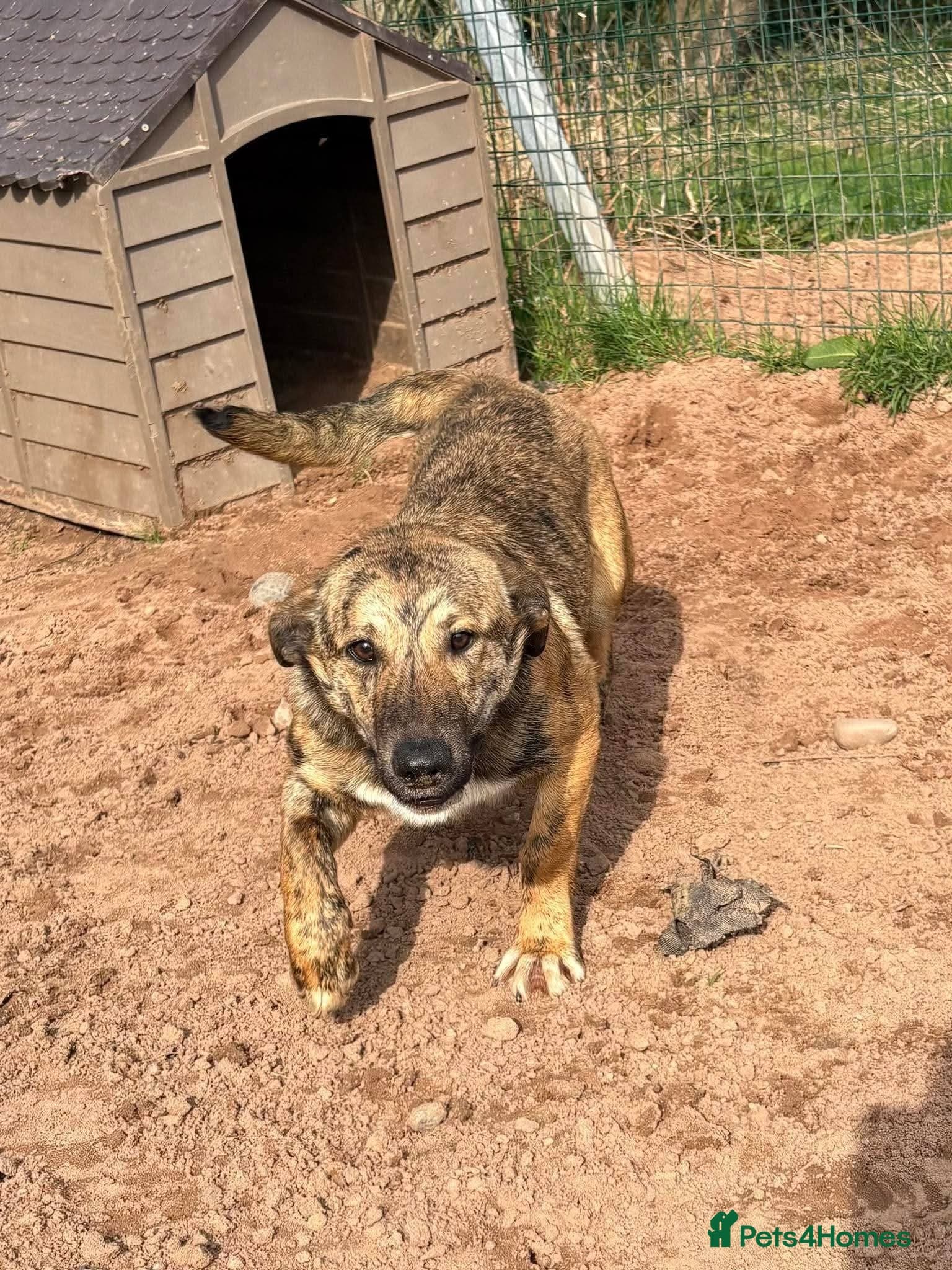Meet Finn, currently residing in Cheshire — Mixed Breed