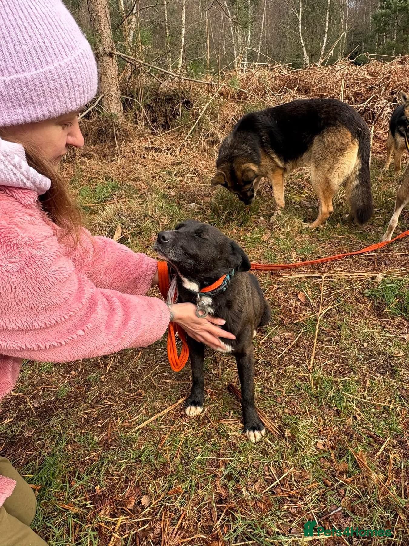 Penfold - Norwich Norfolk photo 9