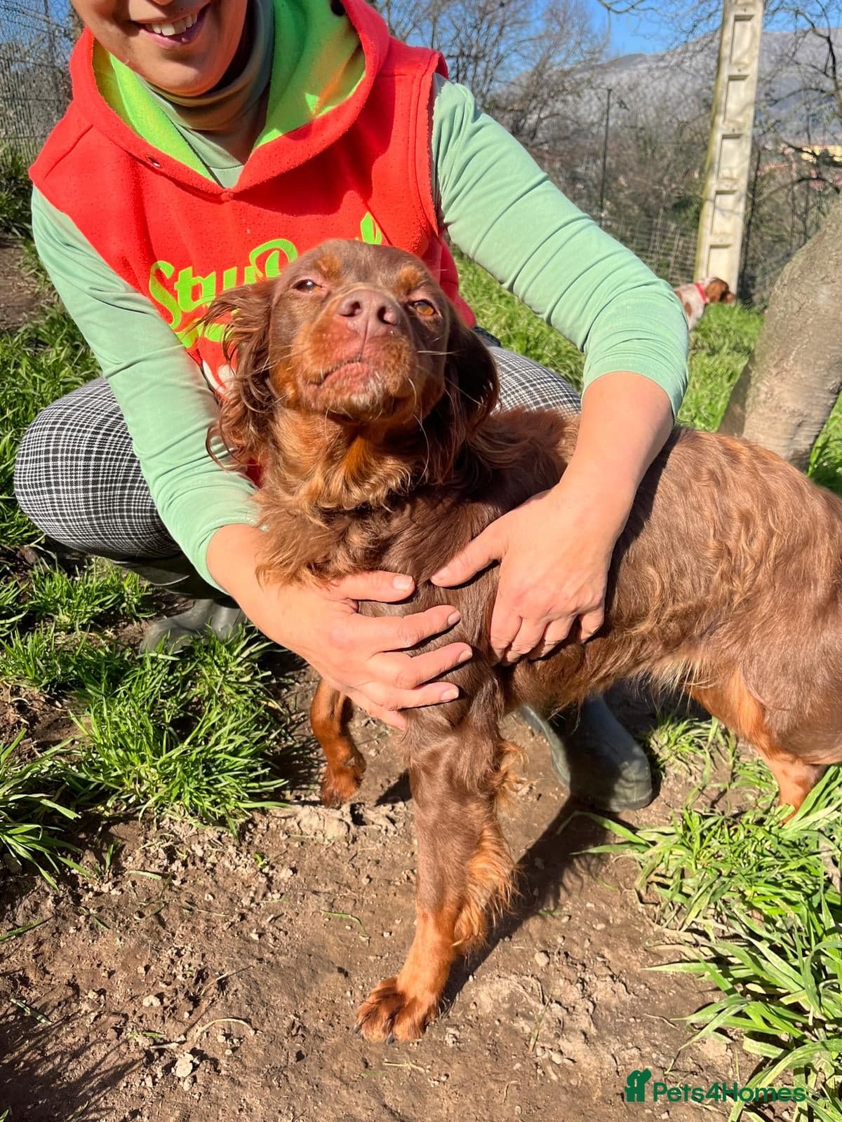 Diana, a lovely young Brittany photo 11