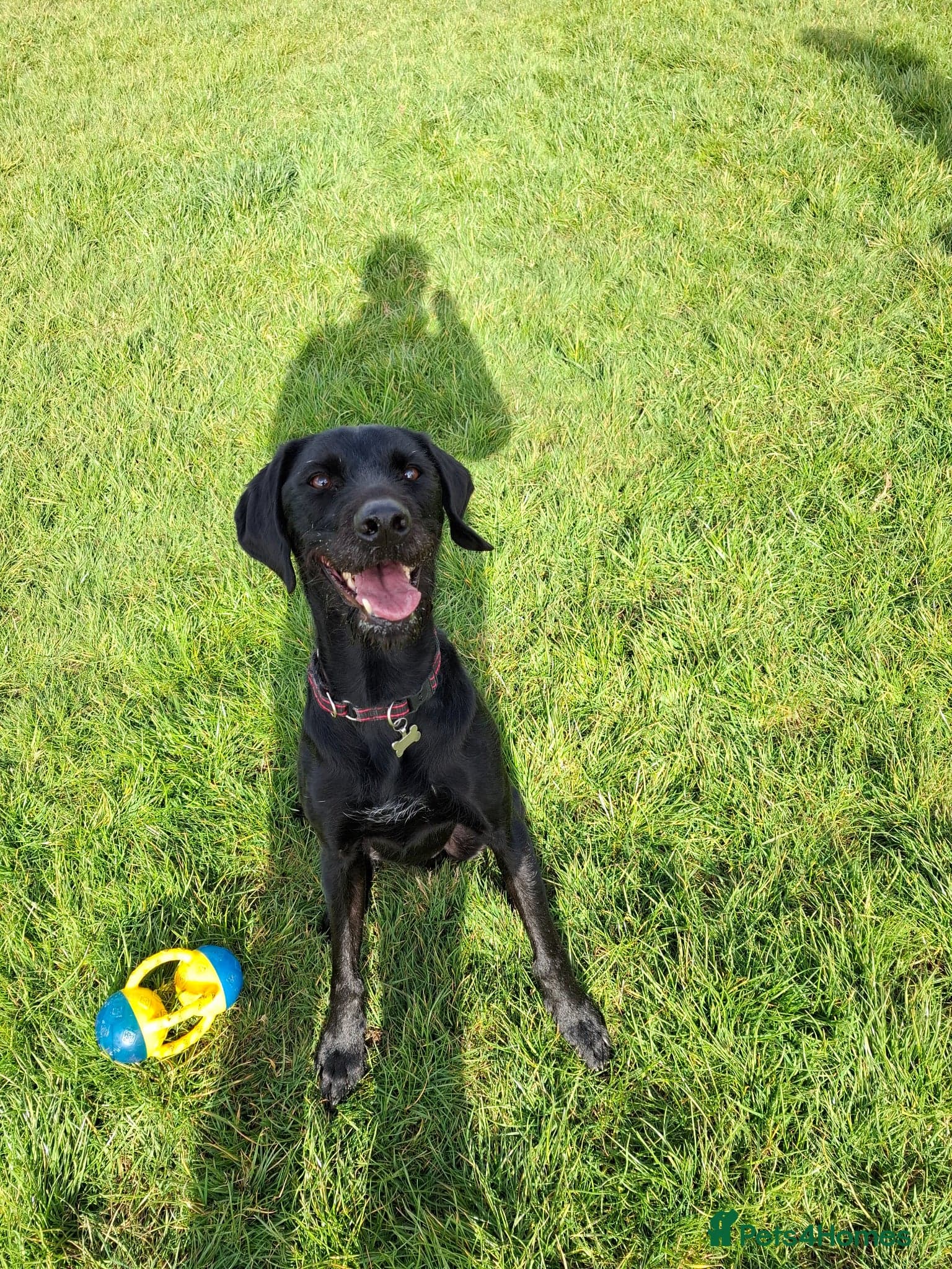 Guppy - GWP x lab photo 8