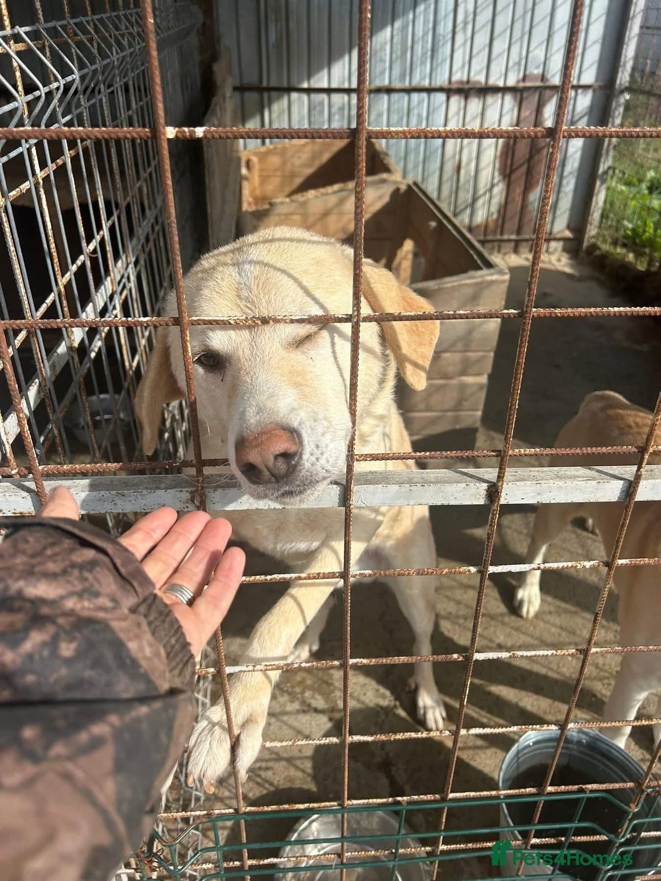 Ralph - Norwich Norfolk photo 21