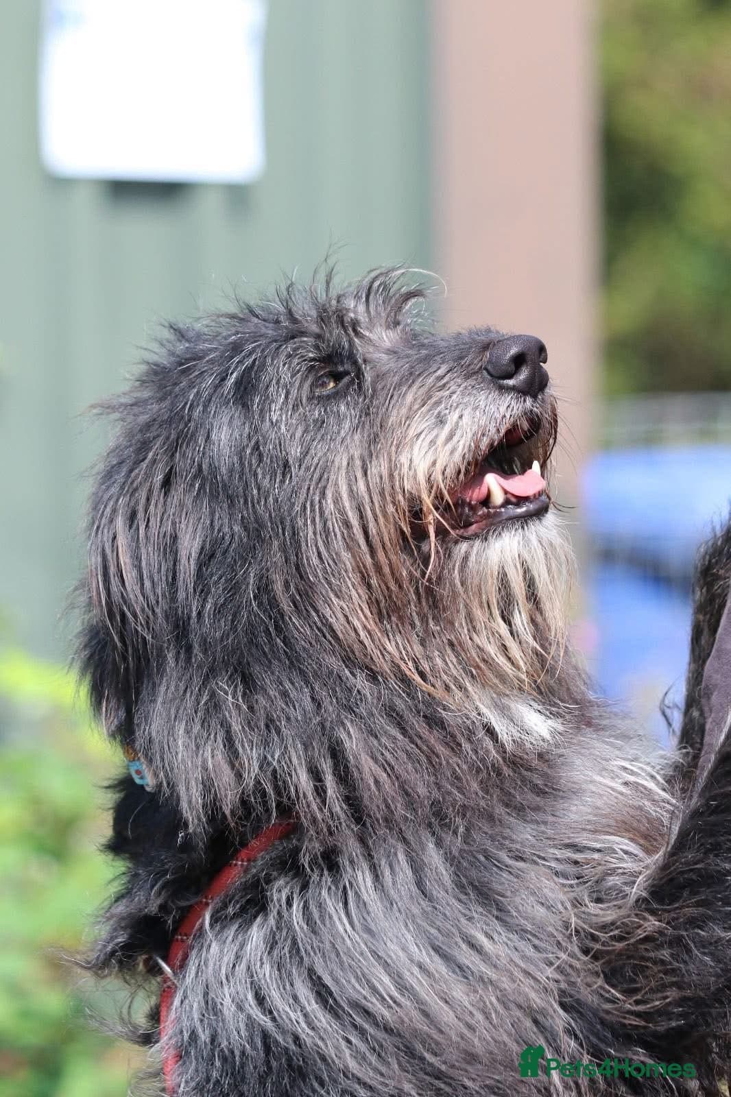 Herbie 💚 Female-only home needed! photo 8