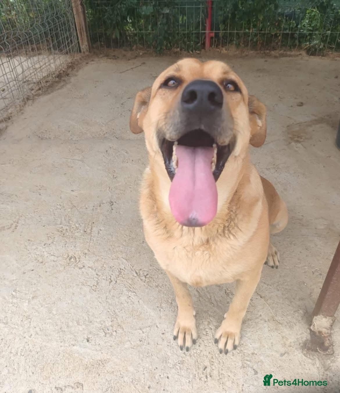 Thor - Dereham Norfolk photo 11