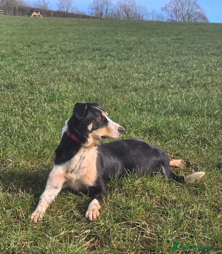 Tommy - your new sidekick photo 7