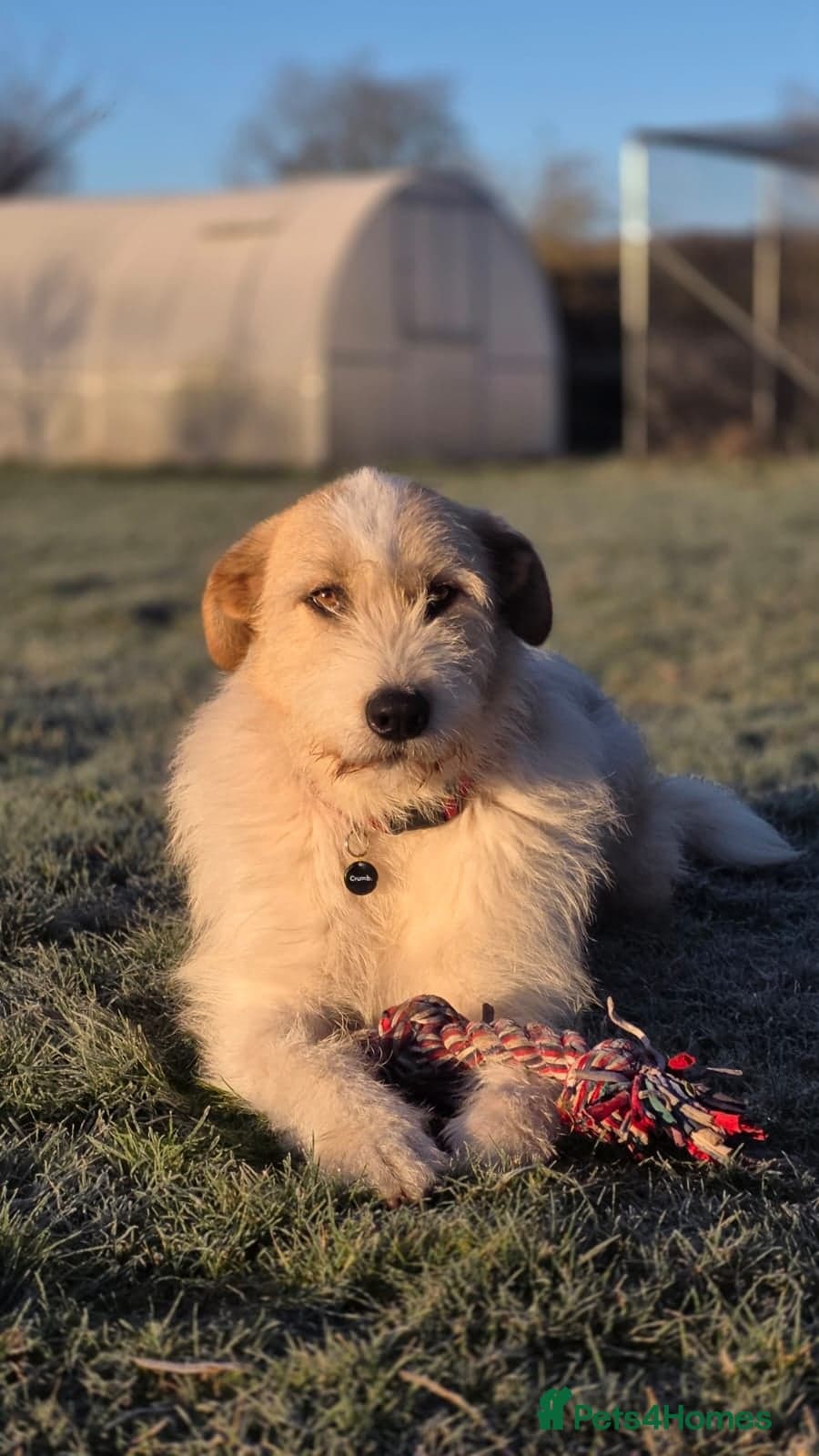 Hershey & Harley ๐ still Waiting photo 19