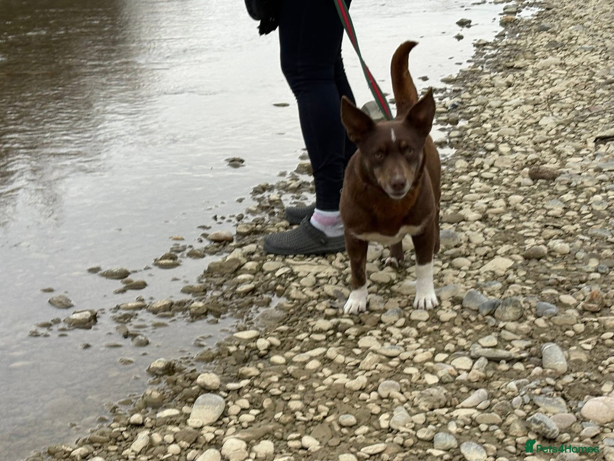 India - Norwich Norfolk photo 9