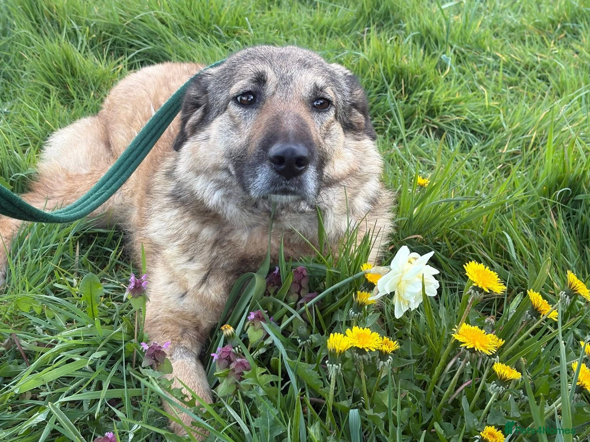 Amanda - Norwich Norfolk photo 3