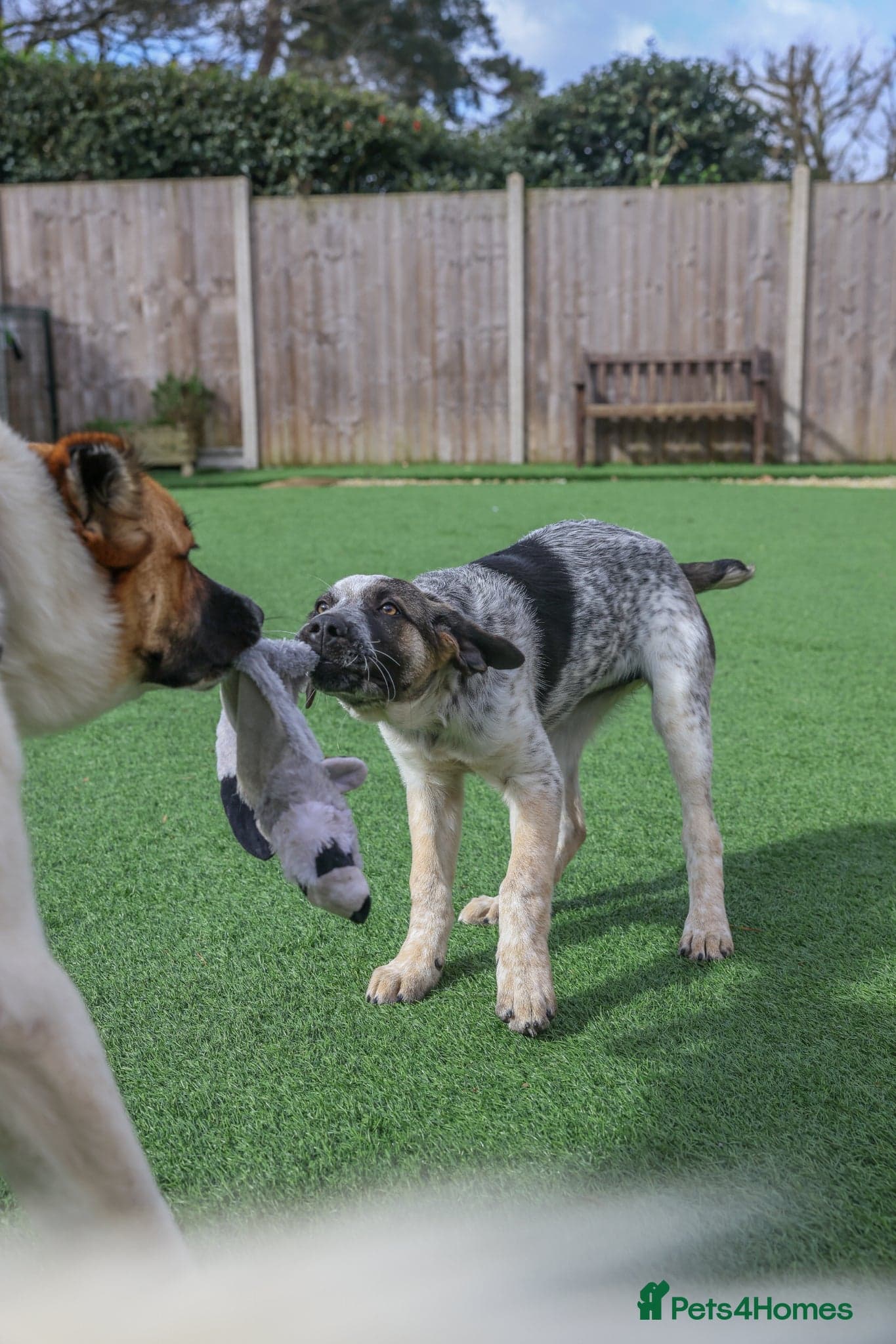 Easygoing Electra - Colourful Lab type photo 24