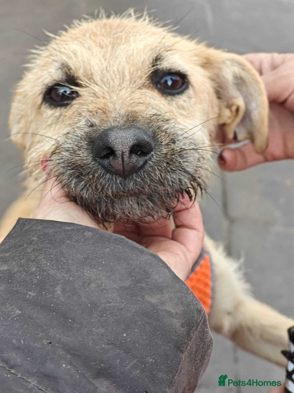 ๏ธ๐ถ bekki photo 7