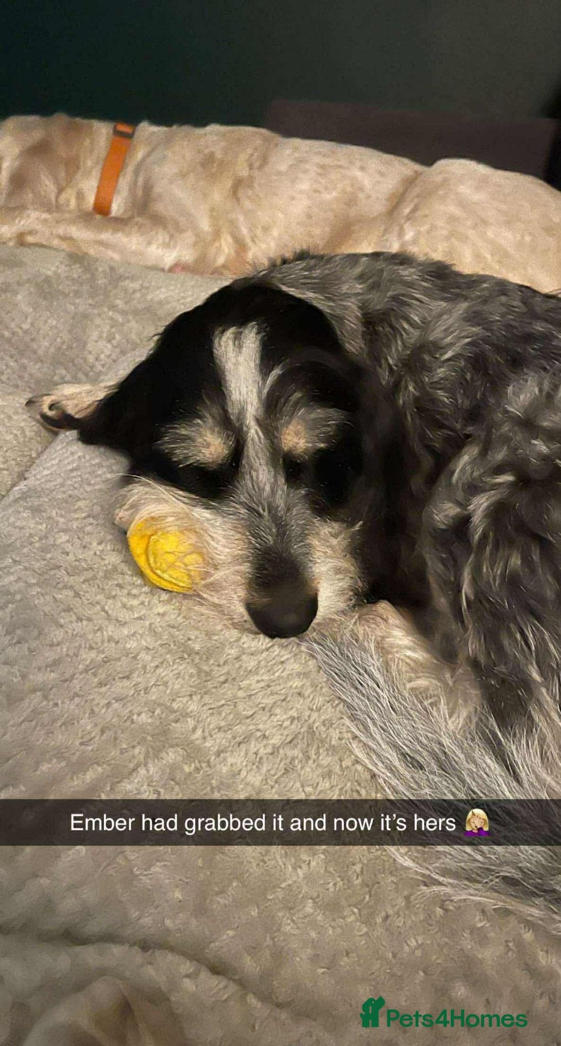 Lovely Ember - — Mixed Breed