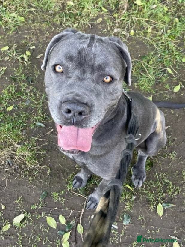 Meet Sky, currently residing in Merseyside photo 2