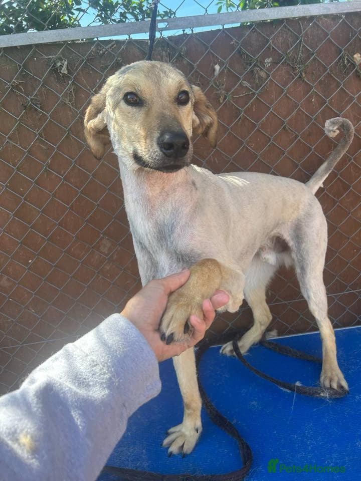 Pettern - Norwich Norfolk photo 9