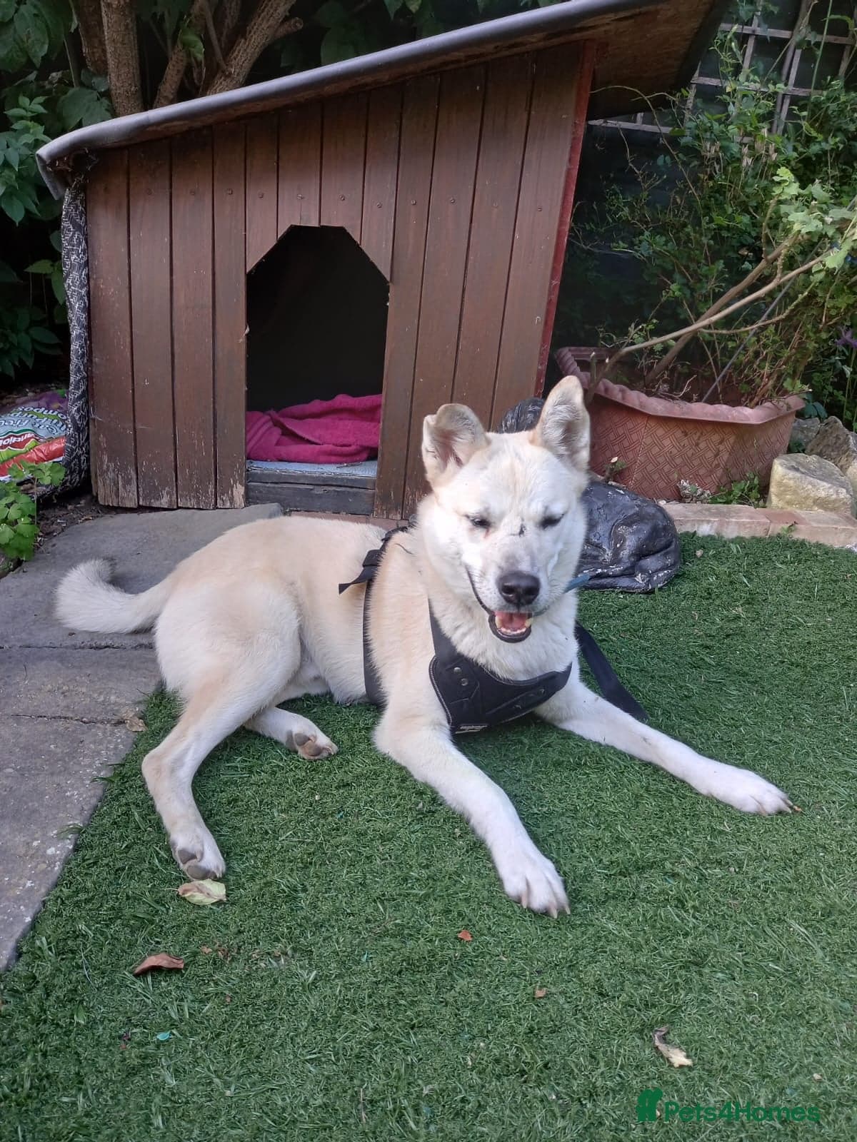 Handsome Fivos Huskey X Shepherd photo 13