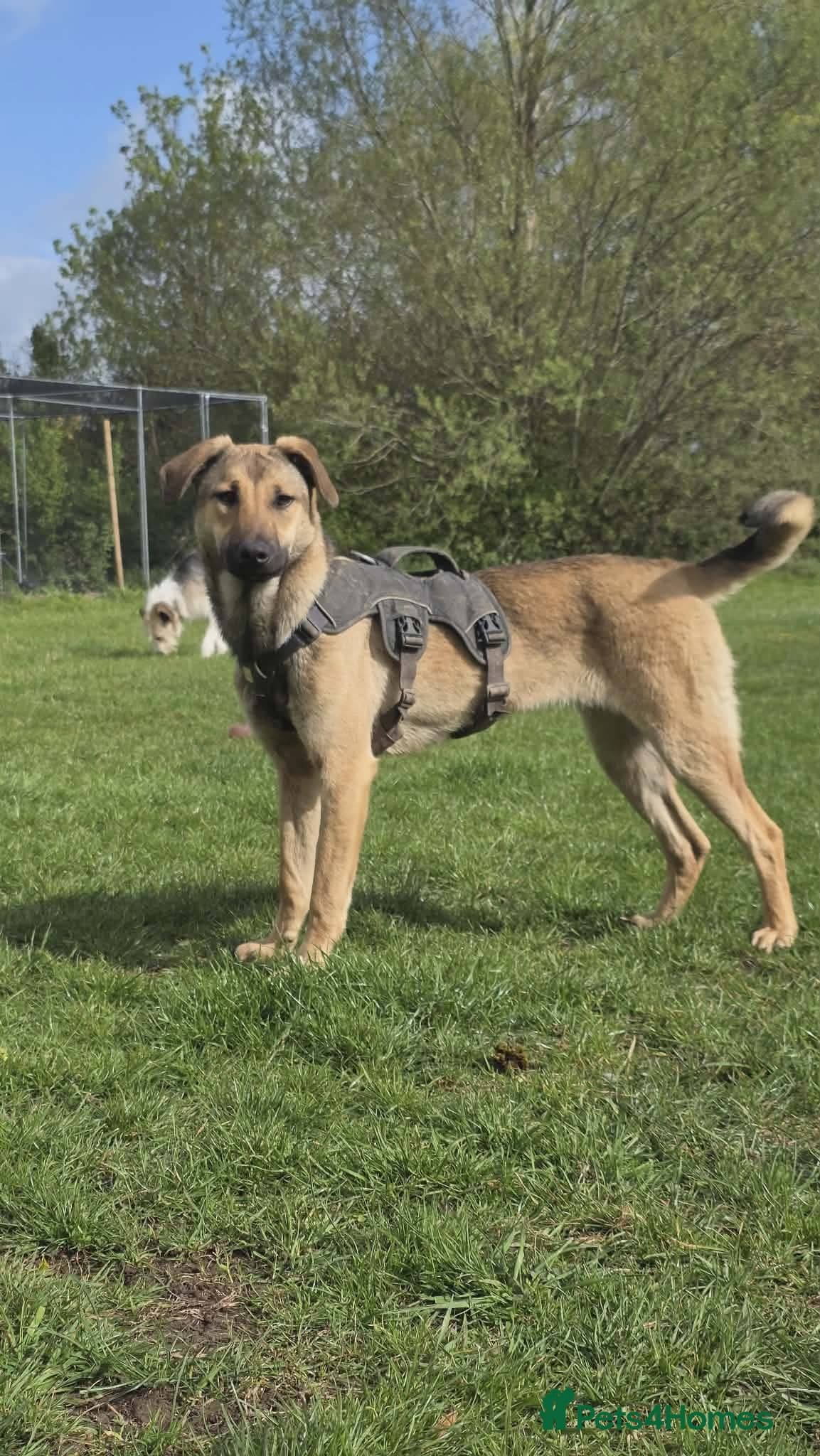 Clover - new info and photos/videos🍀 — Mixed Breed