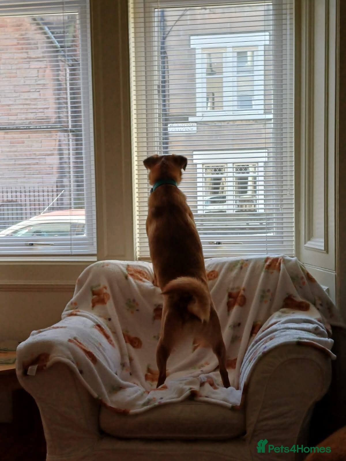 Meet Jaspher, currently residing in Edinburgh photo 6