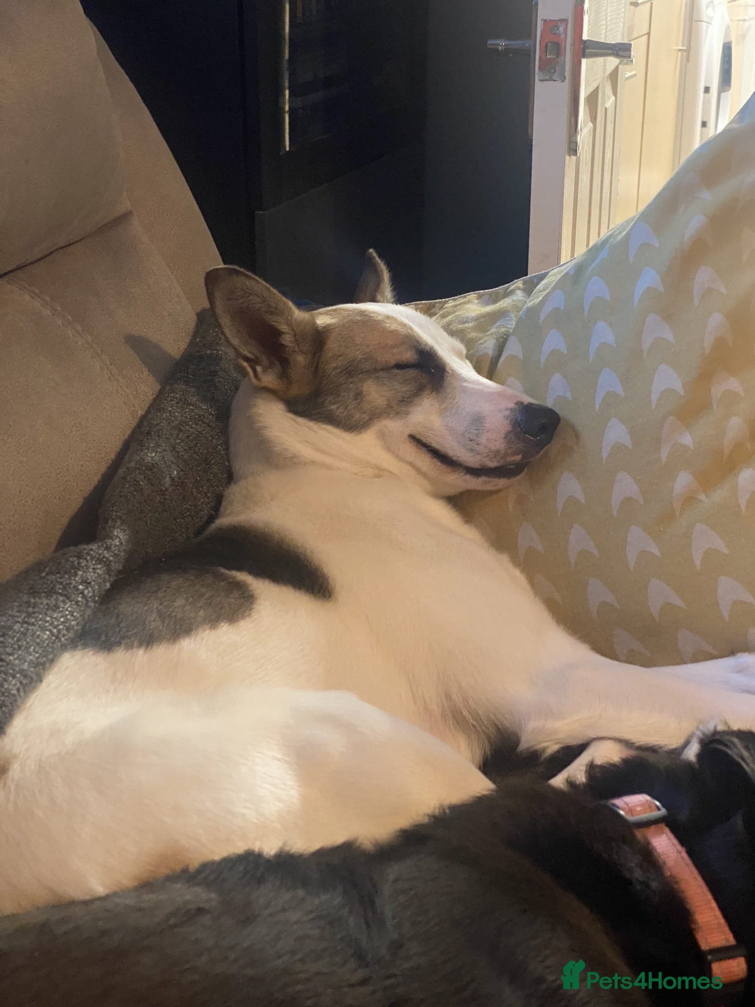 ๏ธ๐ถ bela photo 2