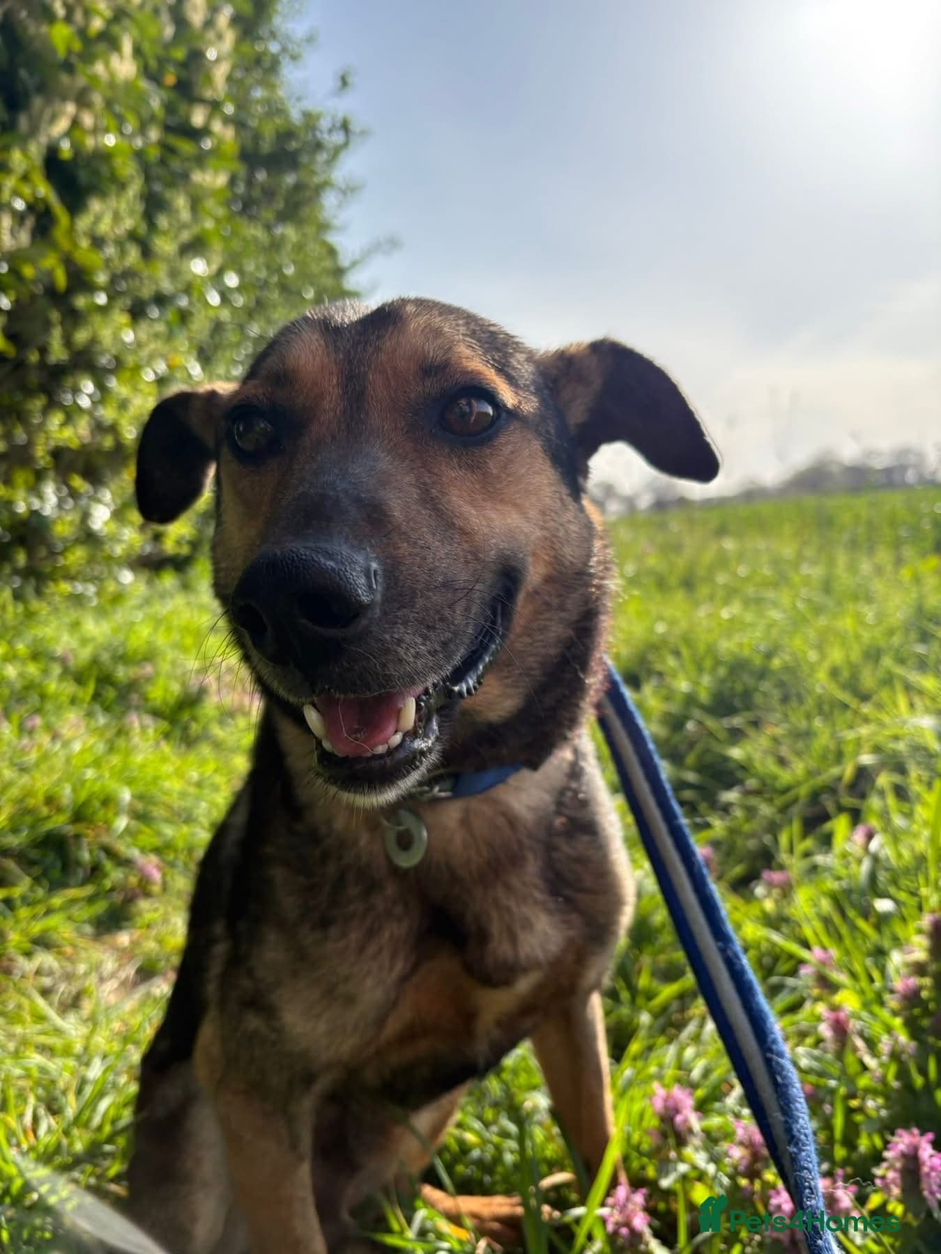 Jenkins - Norwich Norfolk photo 3