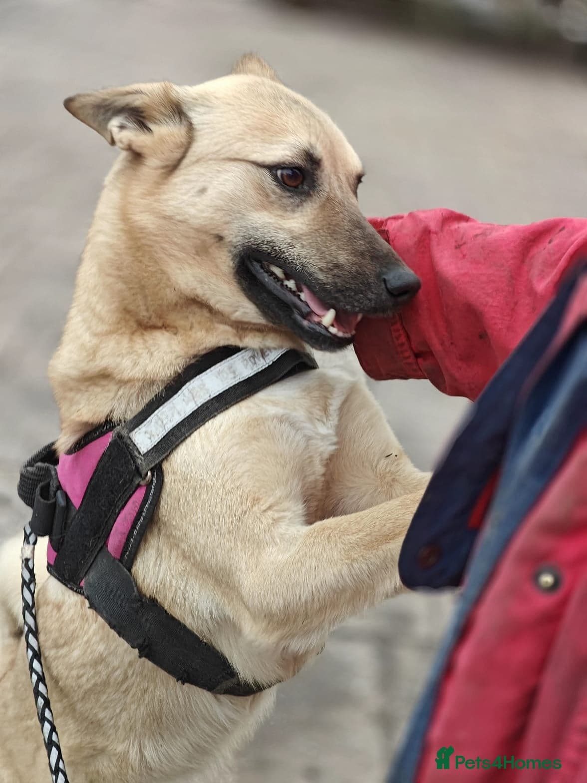 ️🐶 stacy photo 15