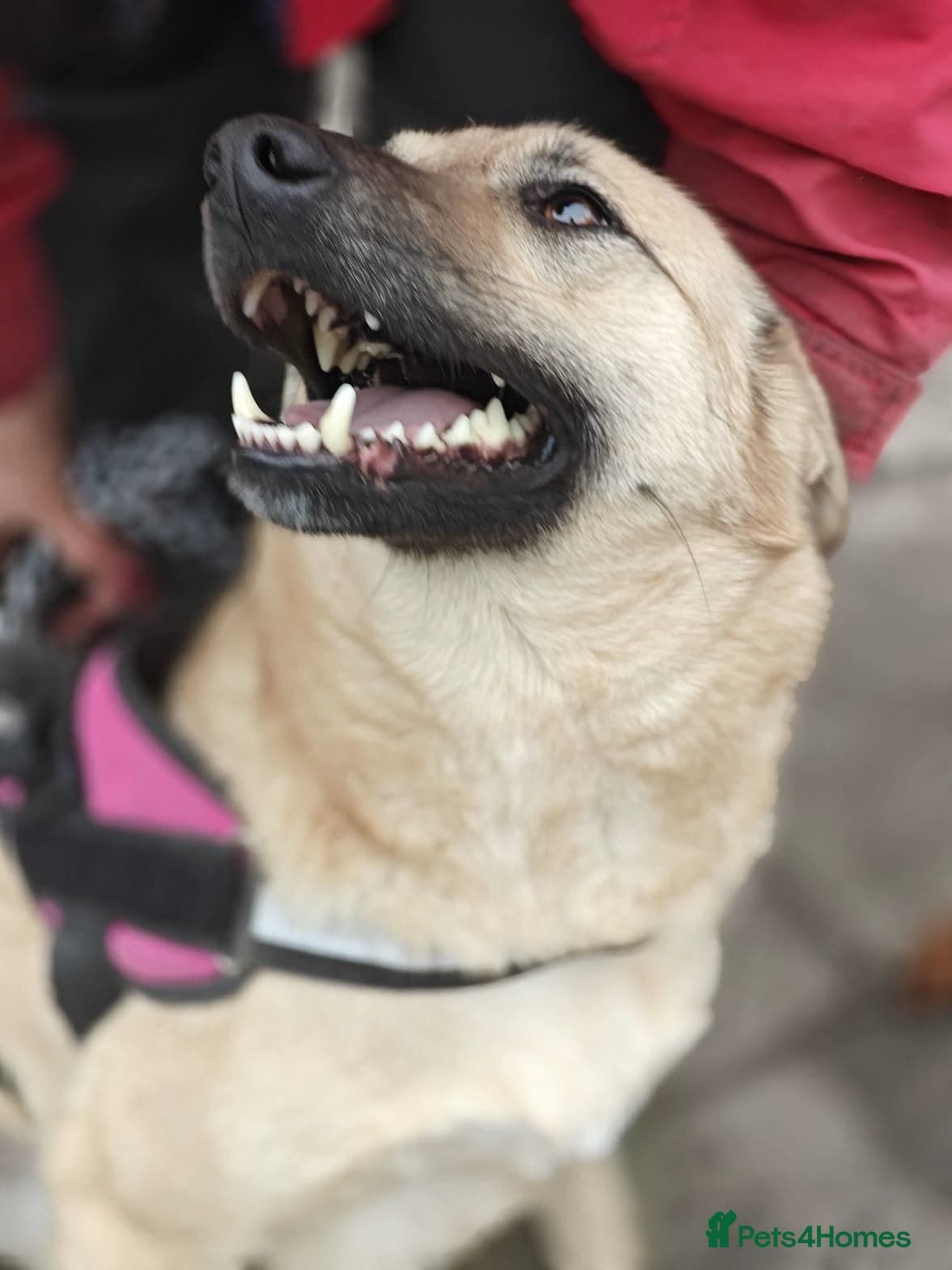 ️🐶 stacy photo 4