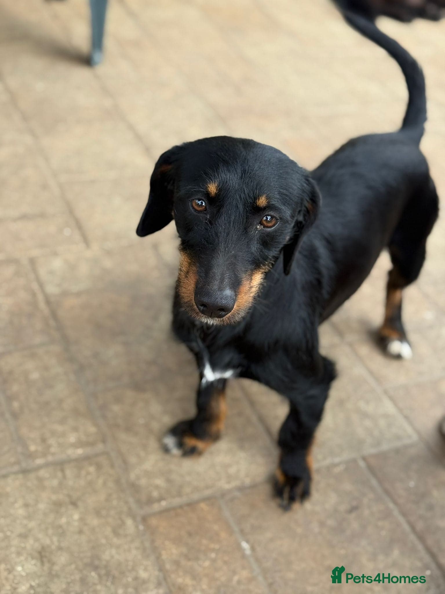 Lovely Cooper ready for his home! photo 8