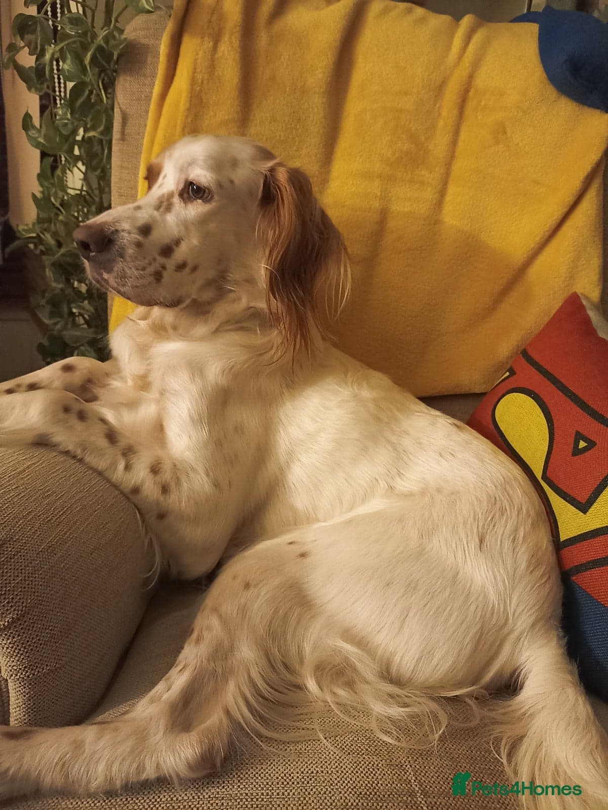 Parchi (Lucas) photo 13