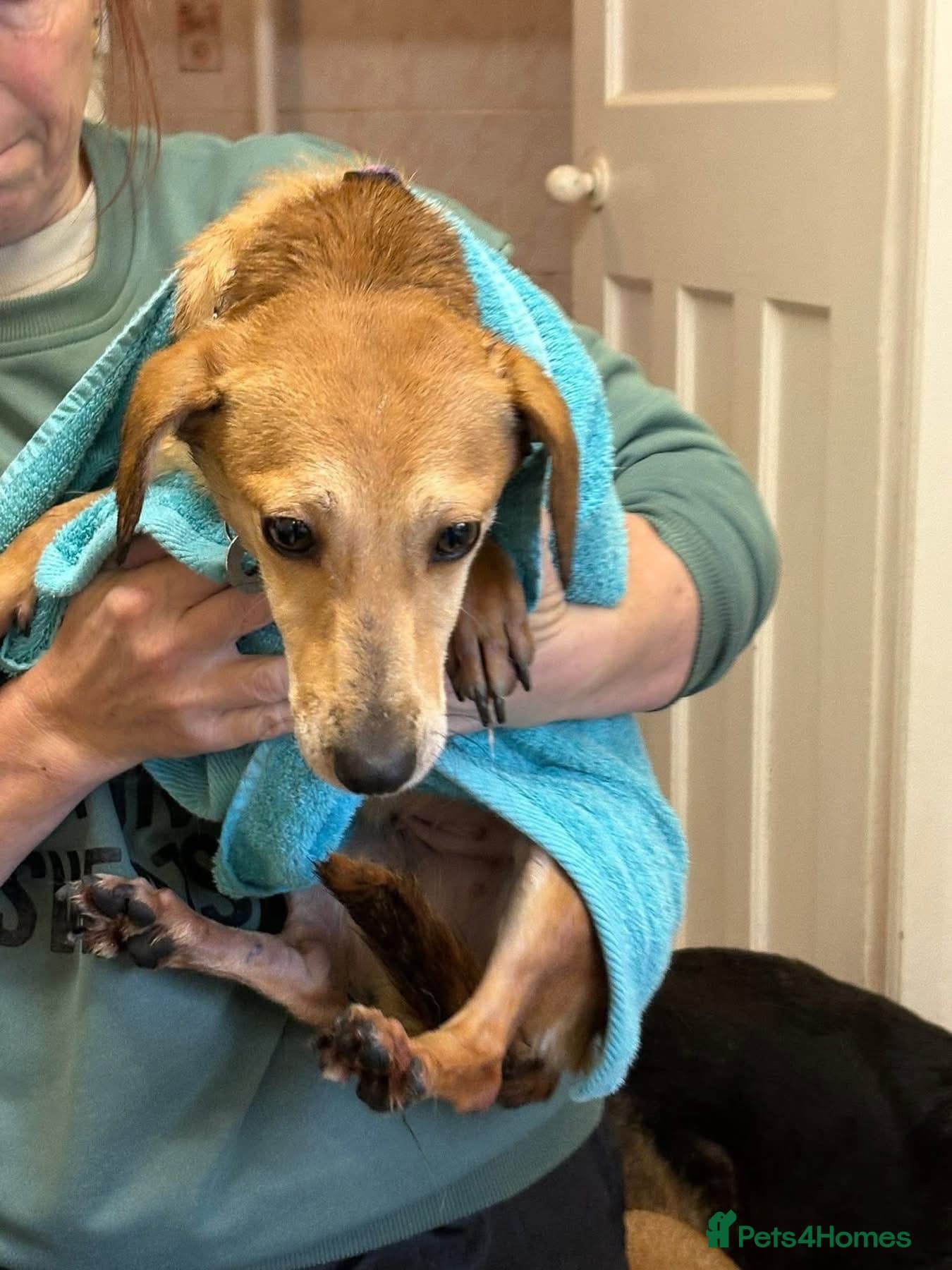 Mavis - Norwich Norfolk photo 5