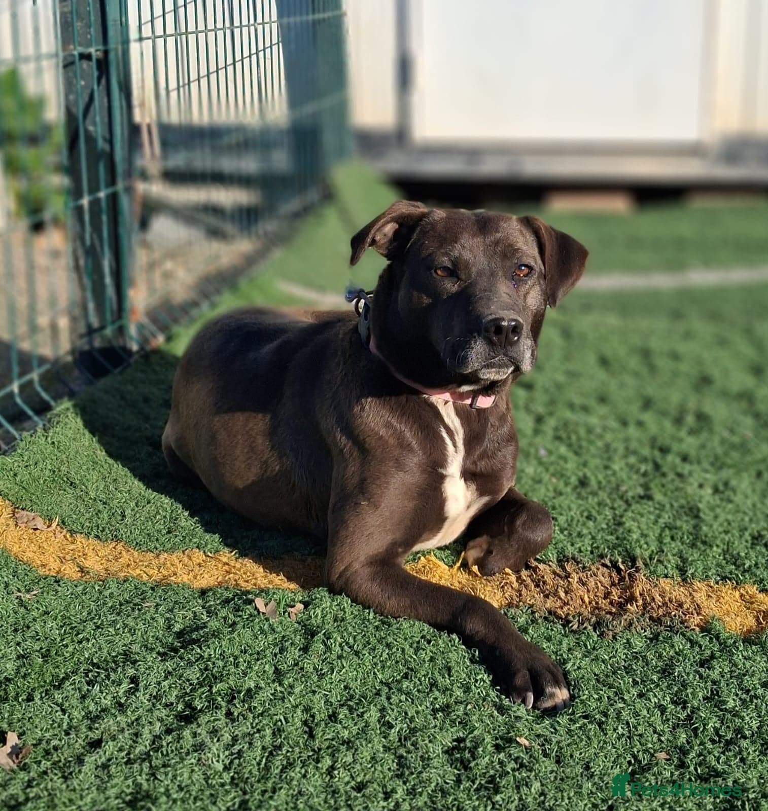 Sira🚨🐾 photo 10